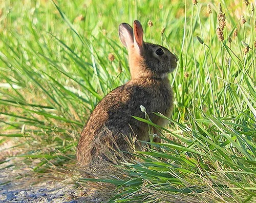 Rabbit, Steigerwald Wildlife Refuge