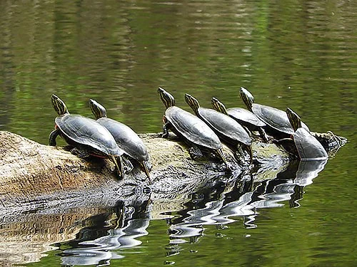 Turtles, Steigerwald Wildlife Refuge