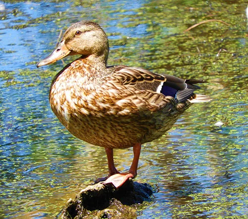 Female Mallard, Steigerwald Wildlife Refuge