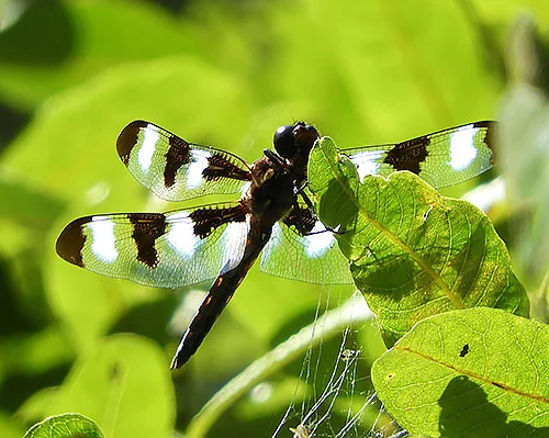 Dragonfly, Wildlife Botanical Garden