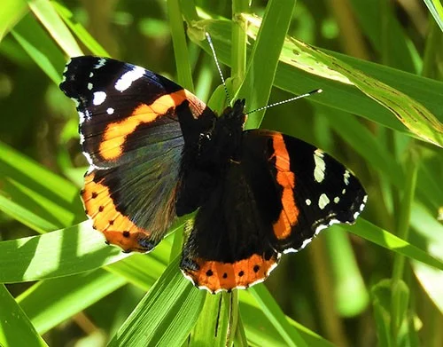 Admiral Butterfly, Steigerwald Wildlife Refuge