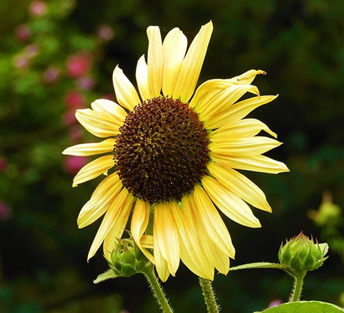 Sunflower, Wildlife Botanical Garden