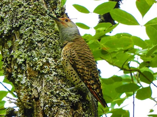 Flicker, Ridgefield Wildlife Refuge