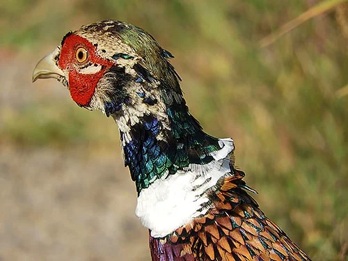 Pheasant, Steigerwald Wildlife Refuge