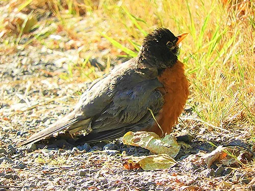 Robin, Kiwa Trail