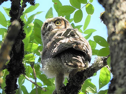 Great Horned Owl, Kiwa Trail