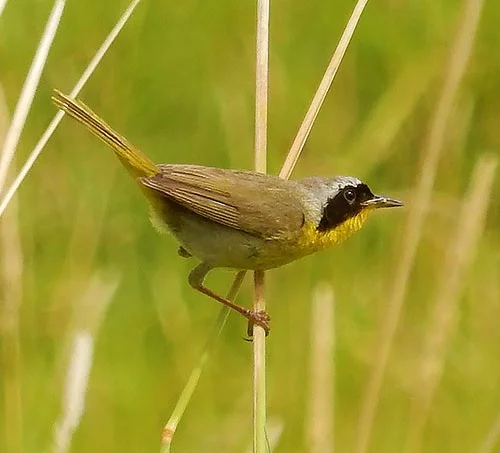 Common Yellow Throat, Kiwa Trail