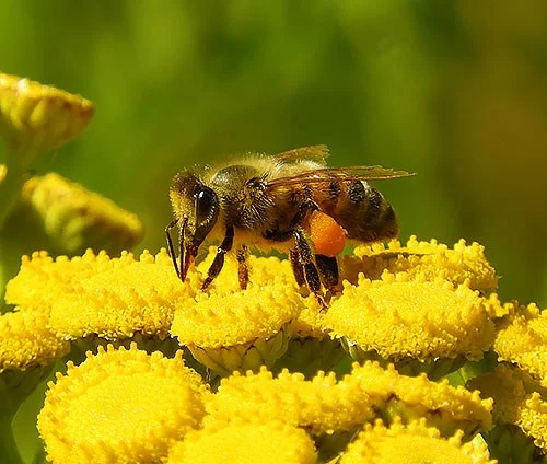 Bee on Tansy, Steigerwald Wildlife Refuge