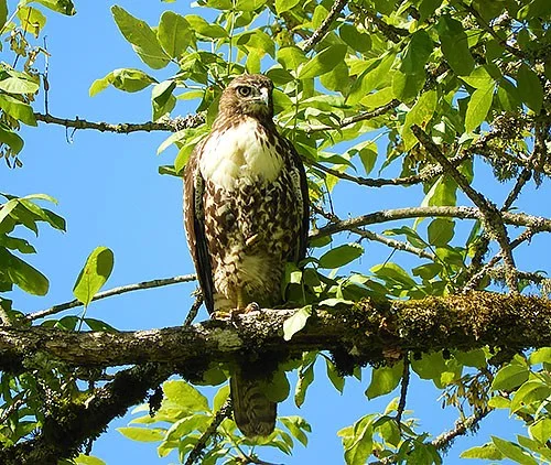 Hawk, Ridgefield Wildlife Refuge