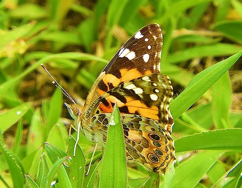 Butterfly, Kiwa Trail