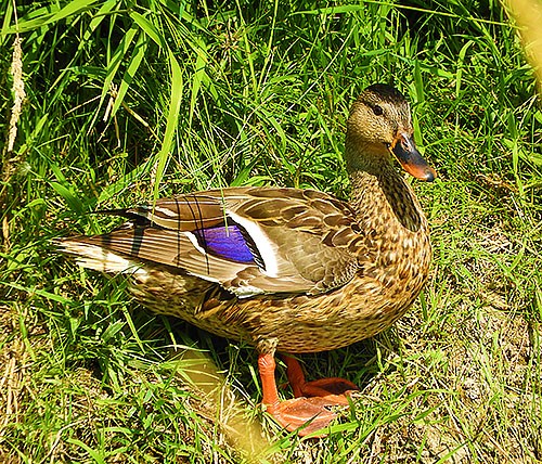 Female Mallard, Steigerwald Wildlife Refuge