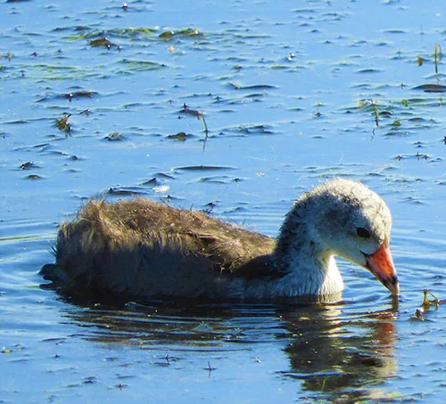 Baby Coot, Ridgefield Wildlife Refuge