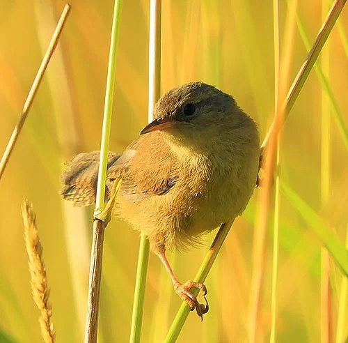Wren, Ridgefield Wildlife Refuge