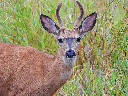 Buck, Steigerwald Wildlife Refuge