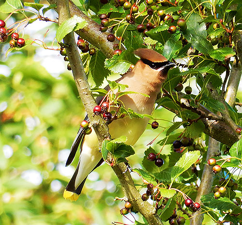 Cedar Waxwing, Steigerwald Wildlife Refuge