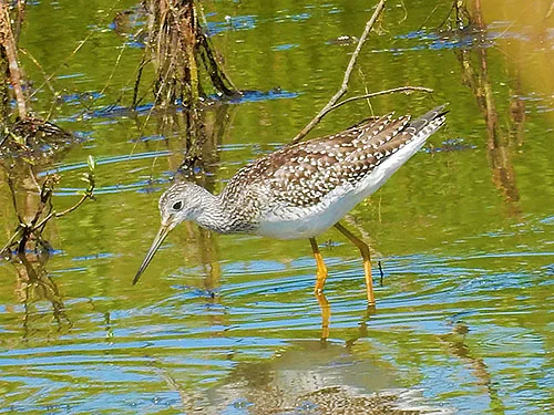 Yellow Legs, Ridgefield Wildlife Refuge