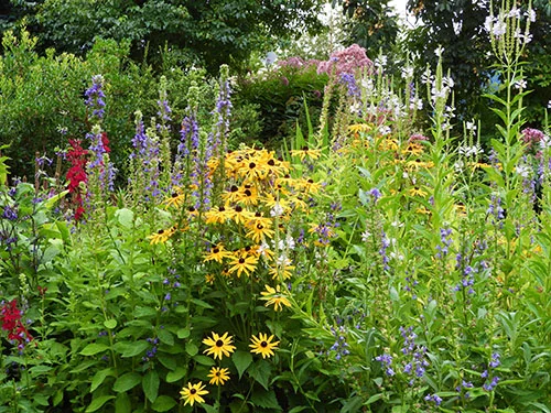 Summer Flowers, Wildlife Botanical Garden