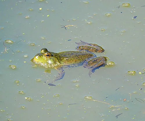 Frog, Kiwa Trail