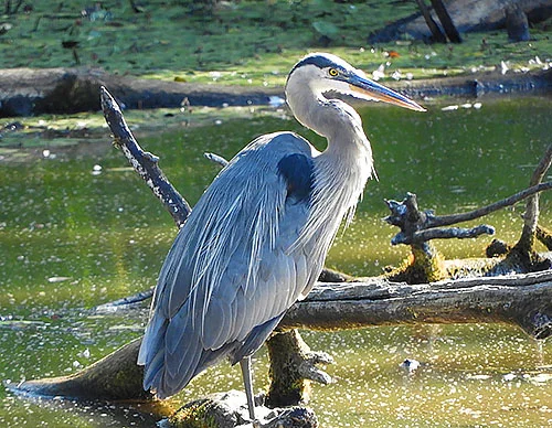 Blue Heron, Steigerwald Wildlife Refuge