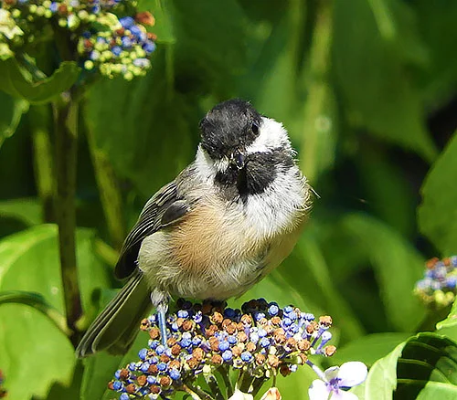 Chickadee, Back Yard