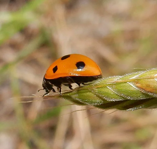 Lady Bug, Kiwa Trail