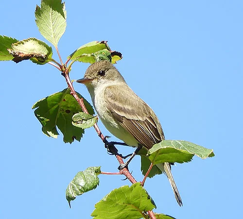 Willow Flycatcher, Steigerwald Wildlife Refuge