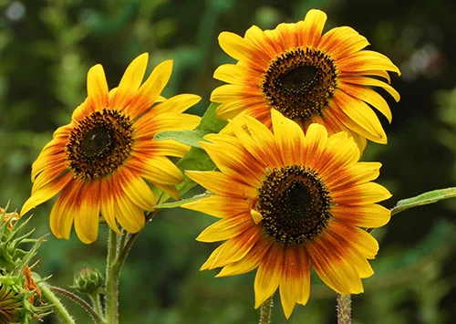 Sunflowers, Wildlife Botanical Garden