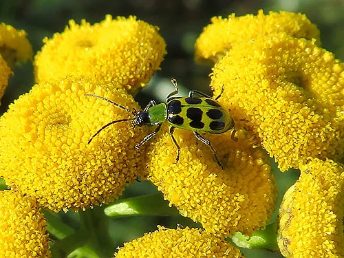 Cucumber Beetle, Steigerwald Wildlife Refuge
