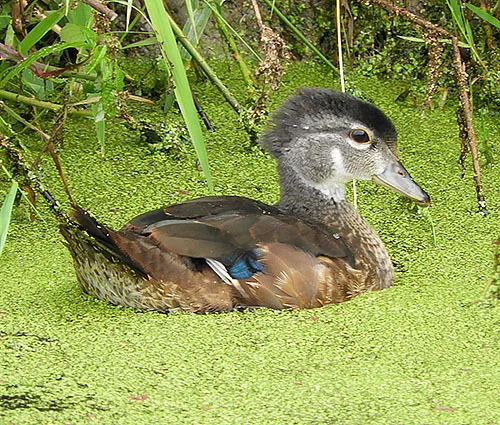 Young Wood Duck, Ridgefield Wildlife Refuge