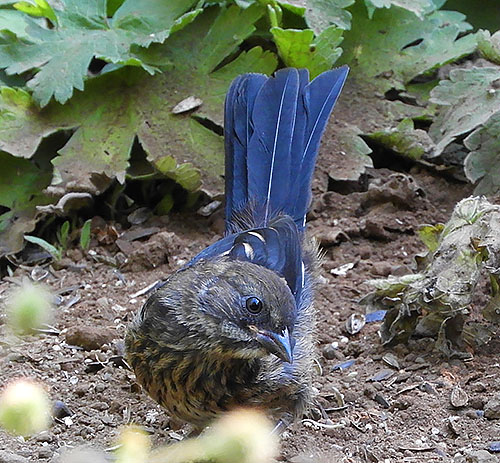 Young Towhee, Wildlife Botanical Garden