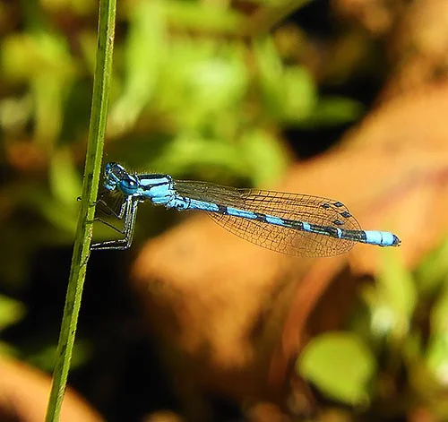 Damsel, Steigerwald Wildlife Refuge