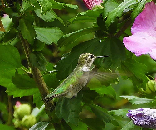 Hummingbird, Back Yard