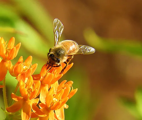 Bee, Wildlife Botanical Garden