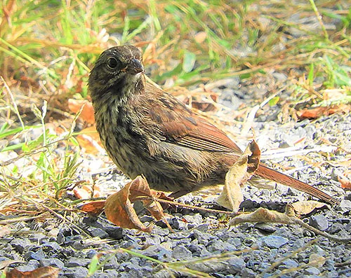 Sparrow, Ridgefield Wildlife Refuge
