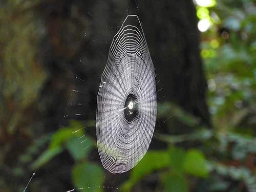 Spiderweb, Wildlife Botanical Woods