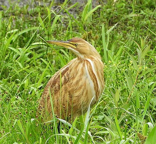 American Bittern, Steigerwald Wildlife Refuge