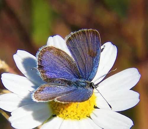 Anna's Blue Butterfly, Elk Rock Garden
