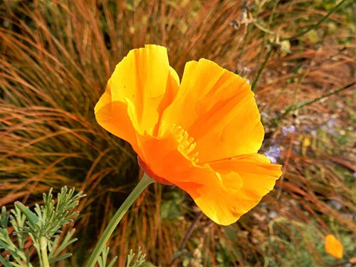 Poppy, Wildlife Botanical Garden