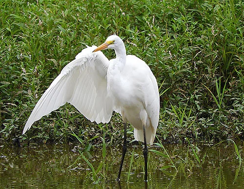 Egret, Ridgefield Wildlife Refuge