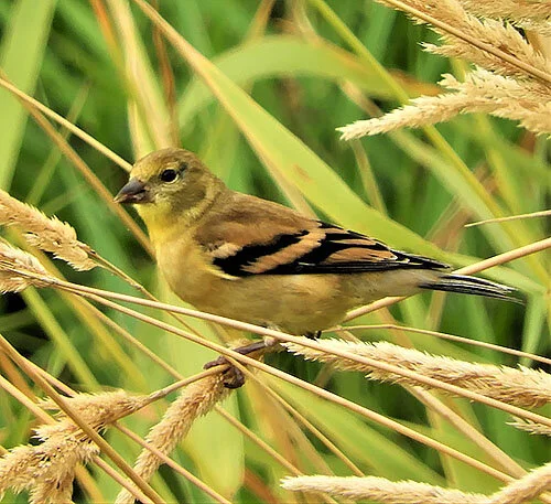American Goldfinch, Steigerwald Wildlife Refuge