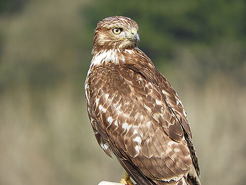 Hawk, Ridgefield Wildlife Refuge
