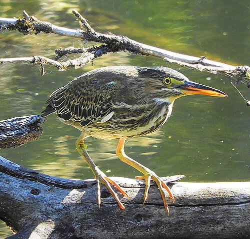 Green Heron, Kiwa Trail