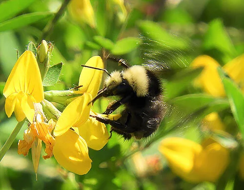 Bumble Bee, Elk Rock