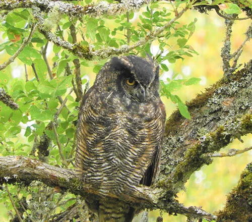 Great-Horned Owl, Steigerwald Wildlife Refuge