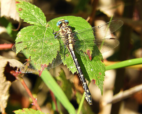 Dragonfly, Kiwa Trail