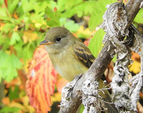 Willow Fly Catcher, Steigerwald Wildlife Refuge