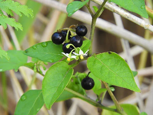 Berries, Steigerwald Wildlife Refuge