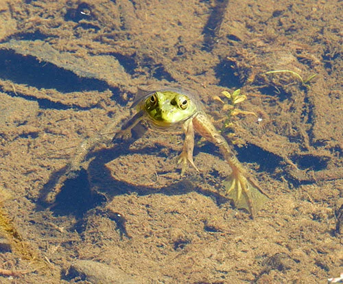 Frog, Wildlife Botanical Garden