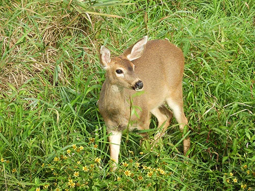 Deer, Steigerwald Wildlife Refuge