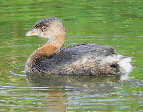 Grebe, Ridgefield Wildlife Refuge